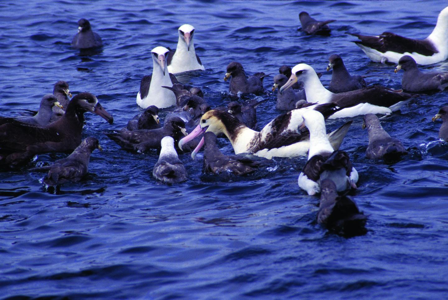 Albatross