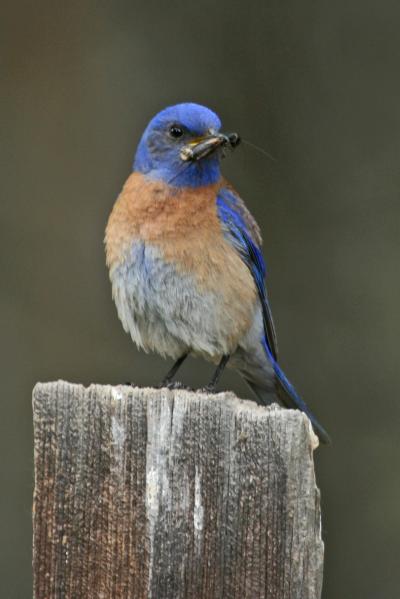 Western Bluebird