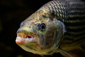 An evolutionary trade-off has limited how fish catch their prey