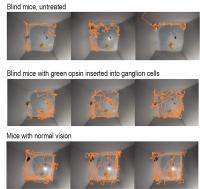 Mouse Behavior before and after Treatment