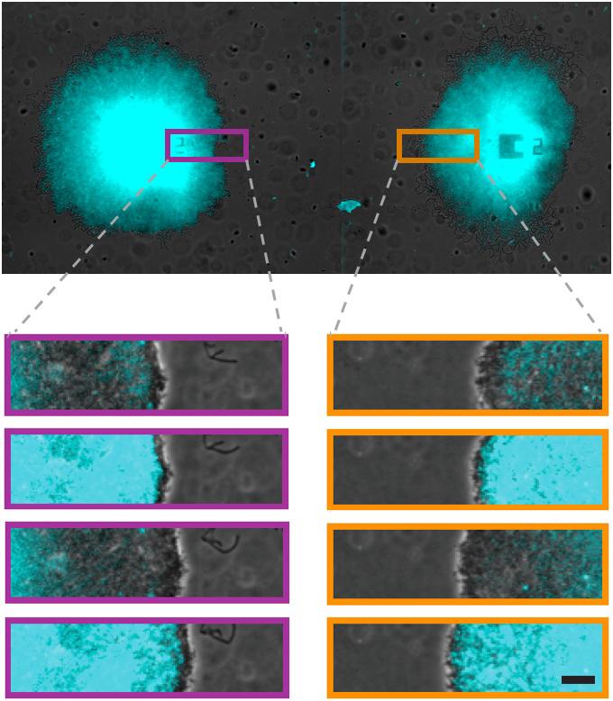 Distinct Bacterial Communities Share Nutrients for the Common Good (5 of 8)
