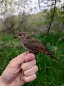 Thrush nightingale
