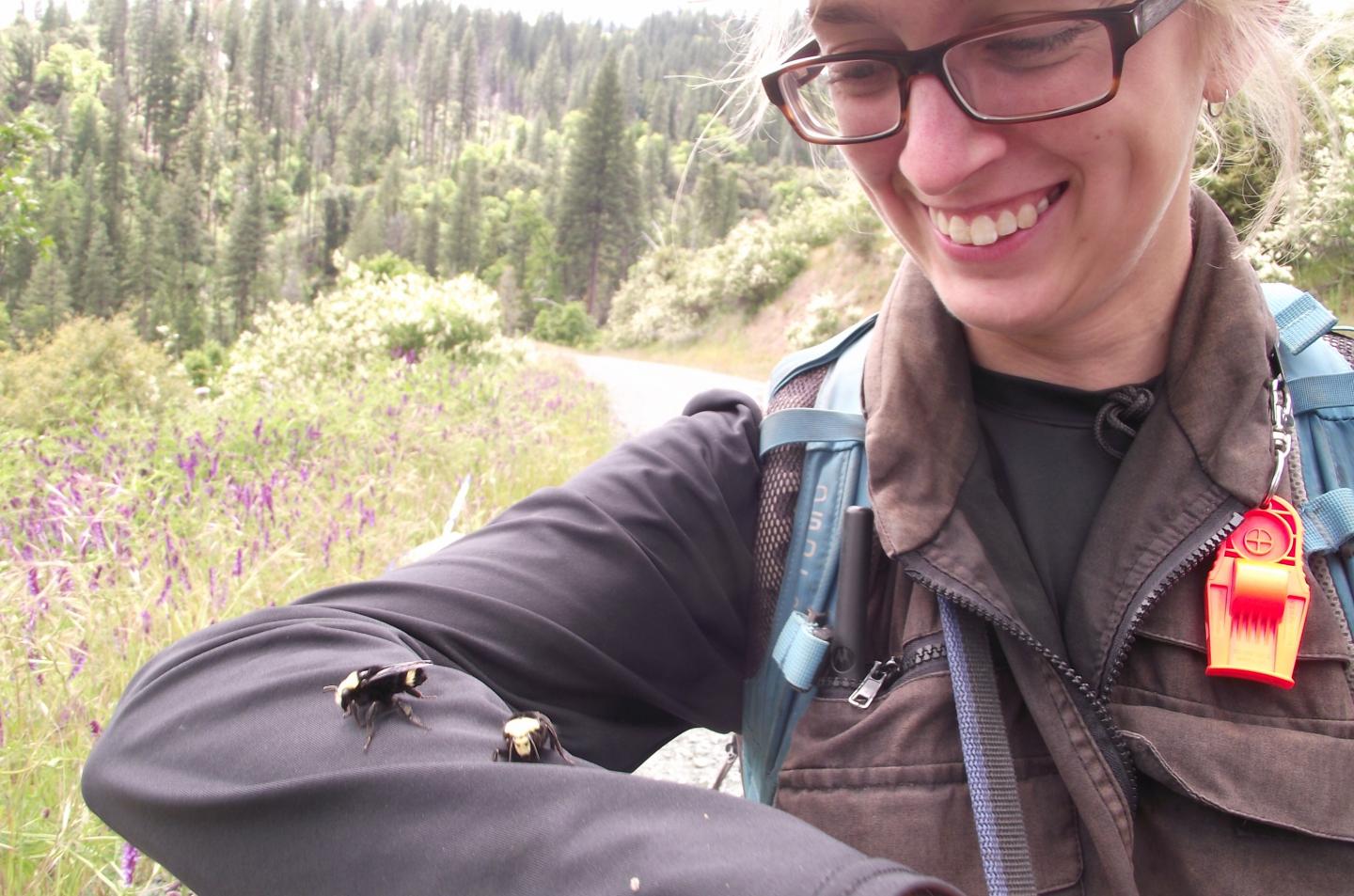 Vosnesensky Bumble Bee (<em>Bombus vosnesenskii</em>)