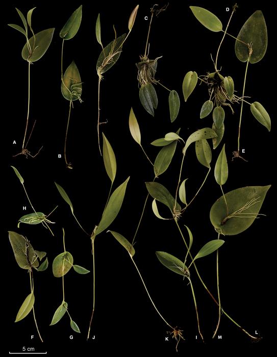 Prolific ramicauls in species of Pleurothallis.
