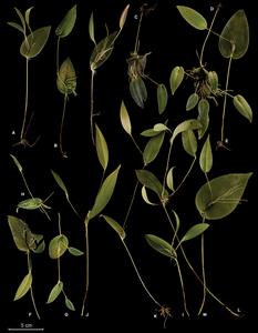 Prolific ramicauls in species of Pleurothallis.