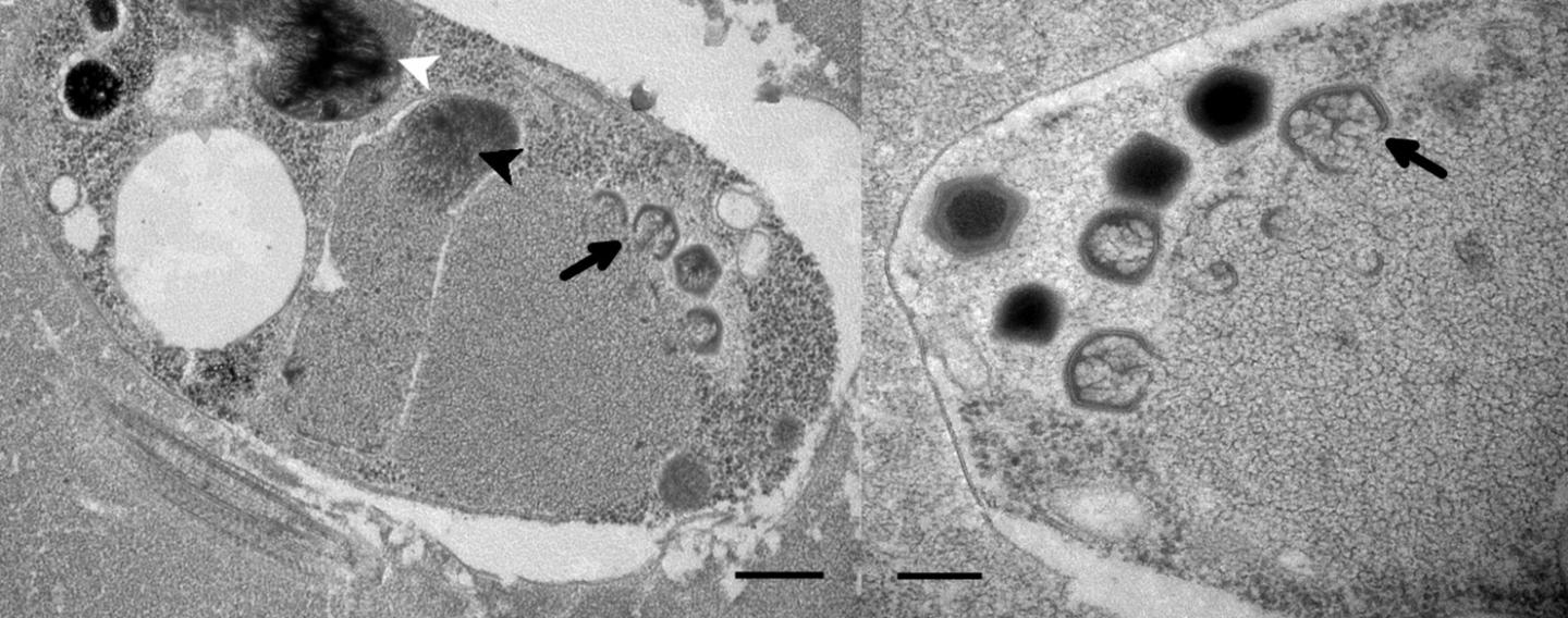 <i>Bodo saltans</i> Virus is the First Representative of Most Abundant Giant Viruses in the Sea