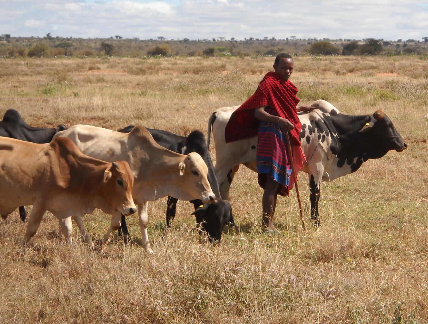 African Farmers Use Extra Income from Vaccinating Cattle for their Daughters' Education (1 of 3)
