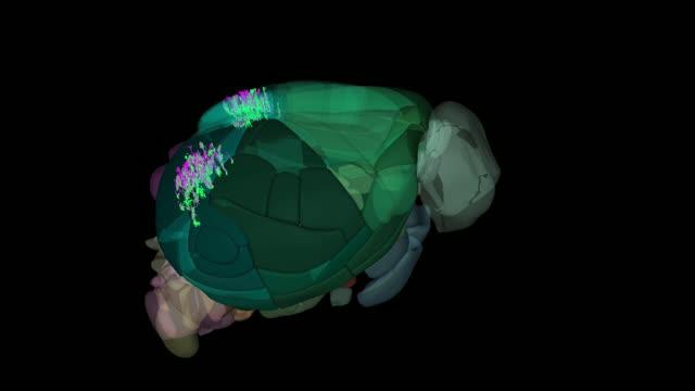 Allen Mouse Common Coordinate Framework