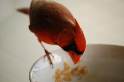 Northern Cardinal