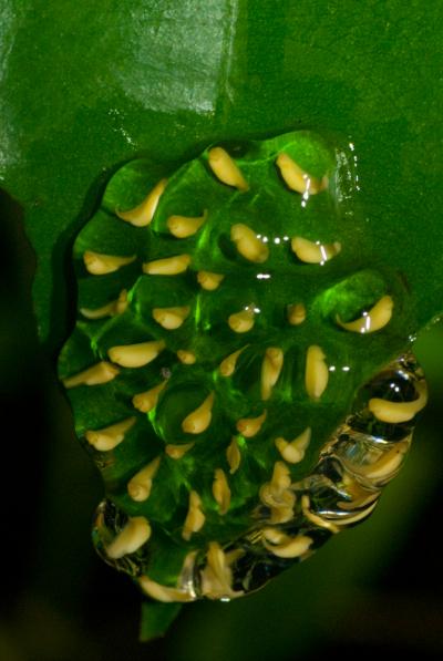 Pantless Tree Frog Embryos