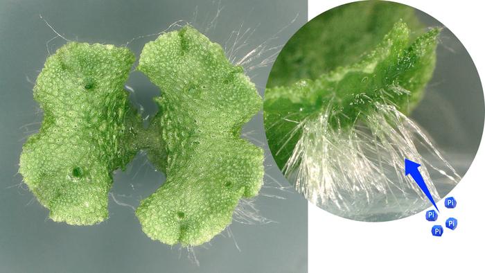 20260226_Ishizaki_Phosphorus_Liverwort