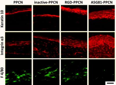 Accelerating Tissue Regeneration (2 of 2)