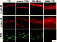 Accelerating Tissue Regeneration (2 of 2)