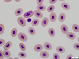 Banded watersnake blood with Hepatozoon spp.