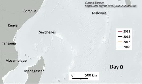 Turtle travel routes