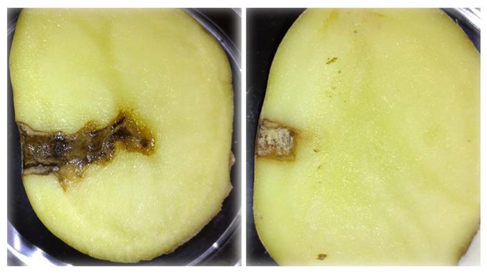 Inoculated potatoes