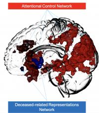 Figure 4: The Brain Networks Respectively Involved in Controlling Attention
