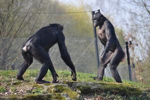 Bonobo aggression