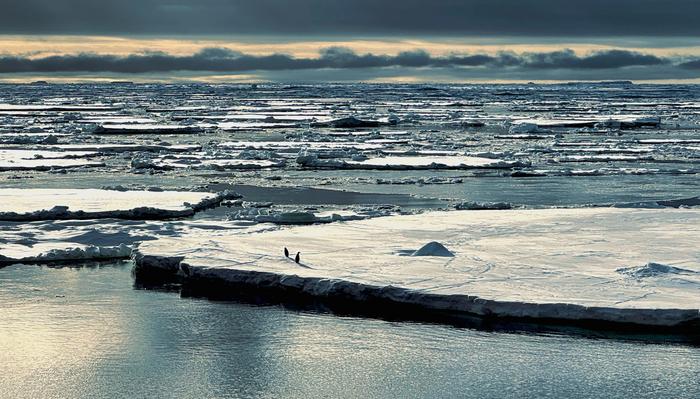 Penguins sitting on Antarctica sea ice which is being ravaged by a triple-whammy of climate chaos