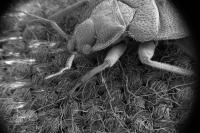 Bed bug on Fabric