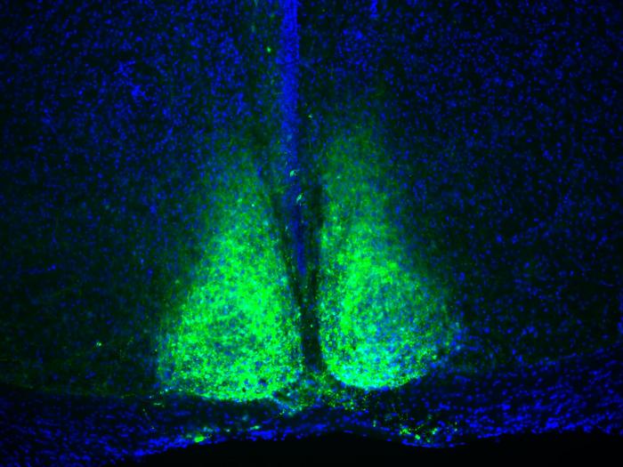 Fluorescence microscopy image of the suprachiasmatic nucleus (SCN)