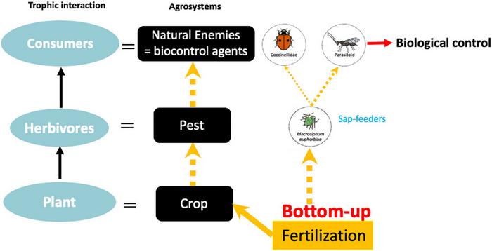 How fertilization shapes pest dynamics and biological control in agroecosystems
