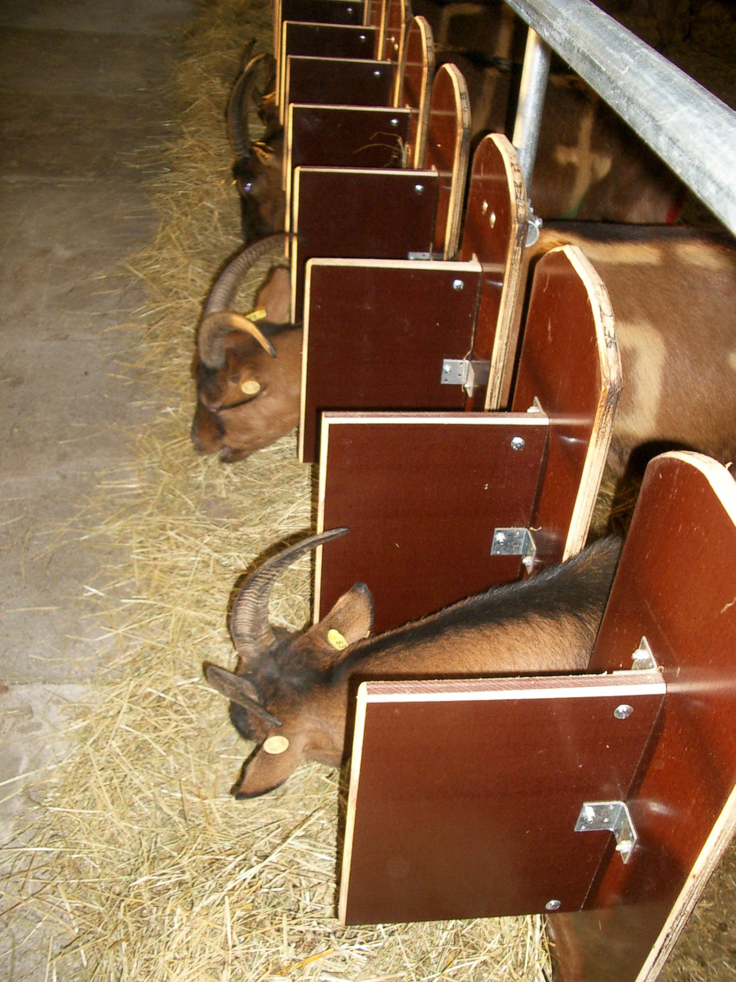 Goats