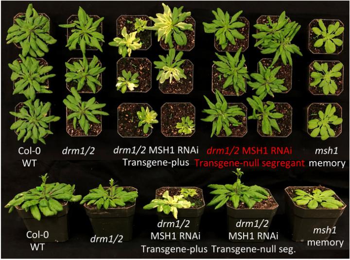 Memory plants