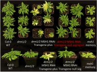 Memory plants
