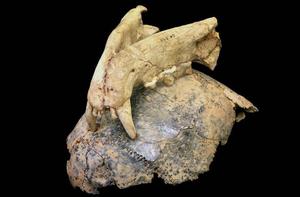 Leopard bite marks embedded in skull