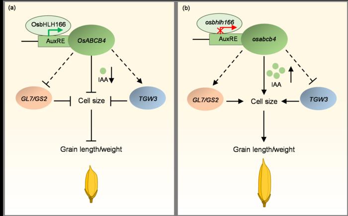 Working model for OsbHLH166-OsABCB4 regulating grain length and grain weight.