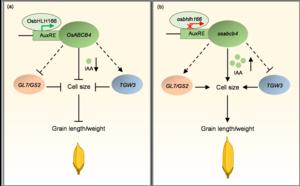 Working model for OsbHLH166-OsABCB4 regulating grain length and grain weight.