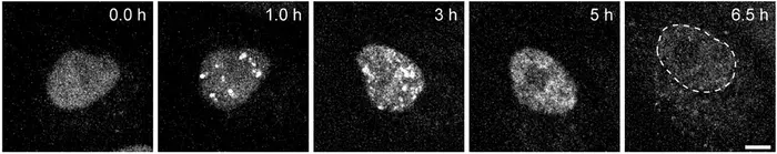 Microscopy images of cells infected with influenza virus, visualized with VISUN.