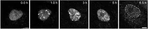 Microscopy images of cells infected with influenza virus, visualized with VISUN.