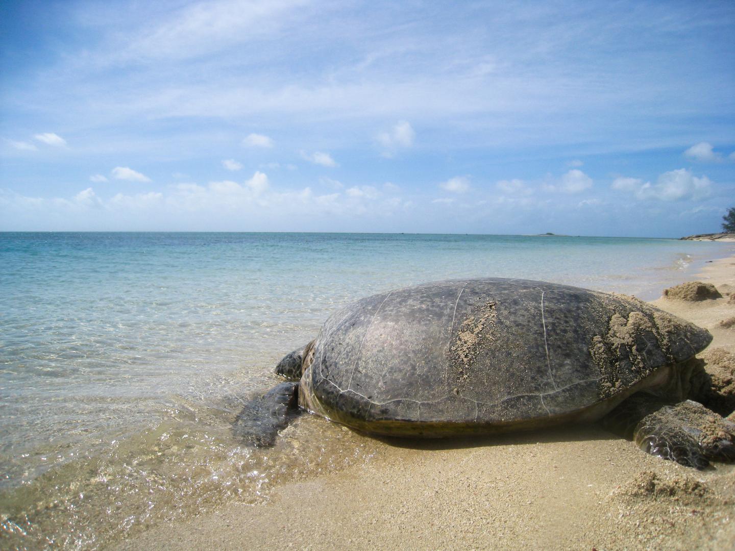 Green Sea Turtle in Northern Great Barrier Reef