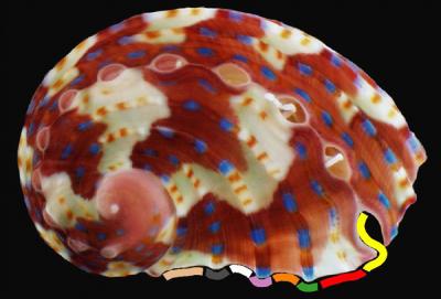 Abalone Shell