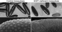 Mosquito Eggs