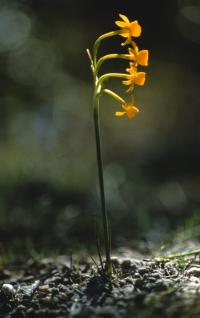 One-Sided Narcissus
