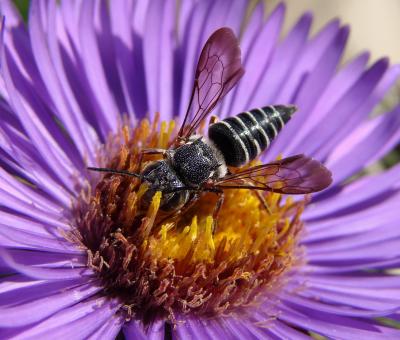 North American Bee