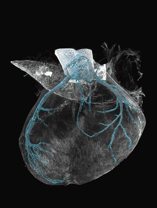 A developing heart