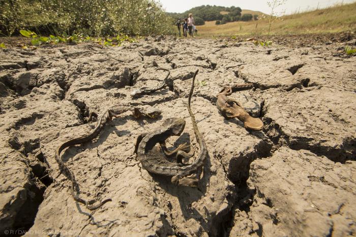 Dead lizards in a dried up pond bed in California.