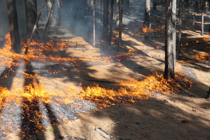 Prescribed burn in the Sierra Nevada