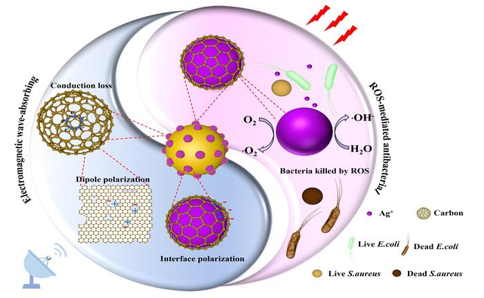 Schematic illustration of electromagnetic wave absorption and antibacterial mechanisms