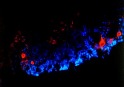 Stem Cells