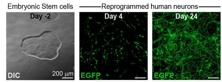 Reprogrammed Stem Cells