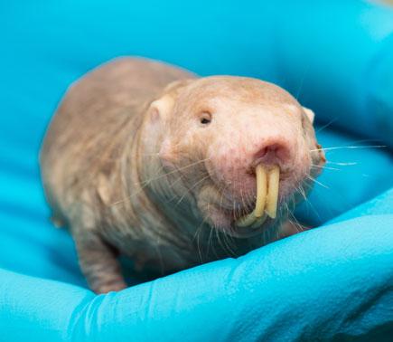 A Naked Mole Rat