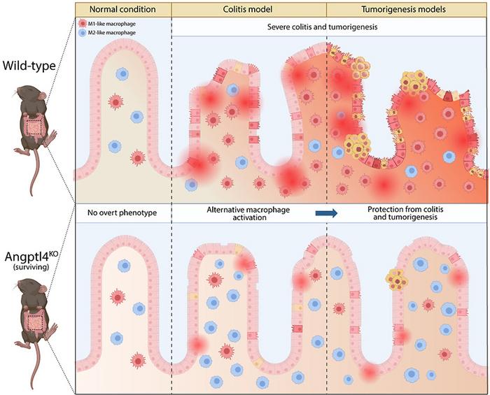 Loss of Angptl4 Protects Mice from Intestinal Colitis and Tumorigenesis with Alternative Activation of Macrophages