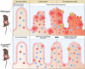 Loss of Angptl4 Protects Mice from Intestinal Colitis and Tumorigenesis with Alternative Activation of Macrophages
