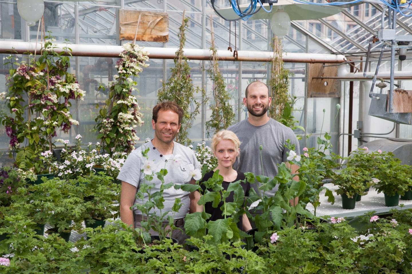 Researchers Discover How Opium Poppies Synthesize Morphine