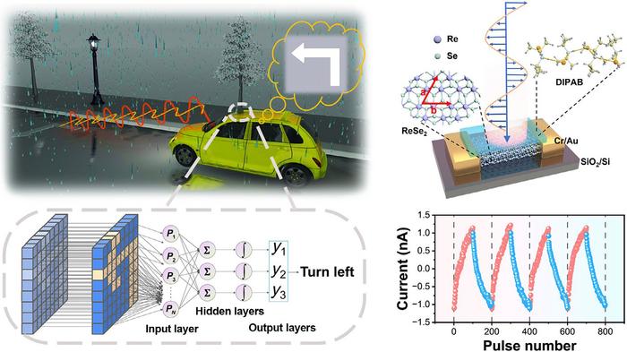Polarization-sensitive ferroelectric photomemristor inspired by dragonfly vision